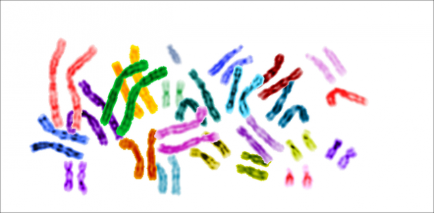640px-Karyotype_color_chromosomes_white_background